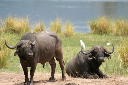 Lower Zambezi National Park