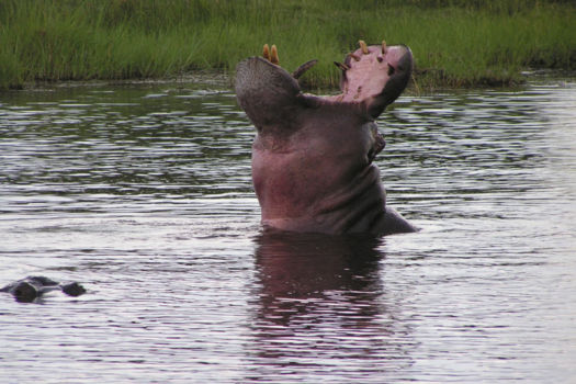 Lower Zambezi National Park