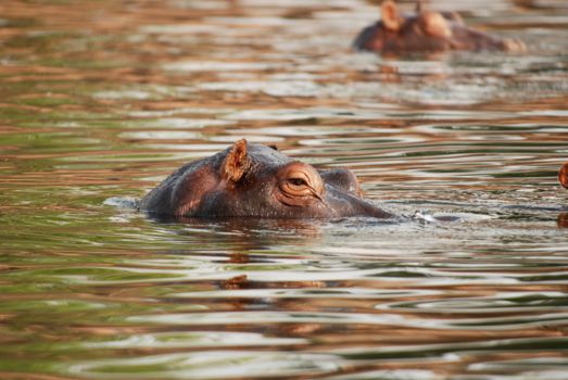 Liwonde National Park