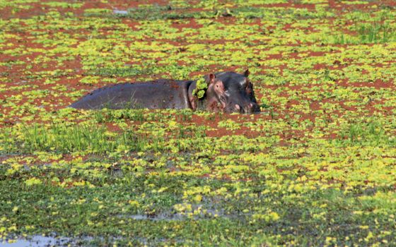 South Luangwa National Park
