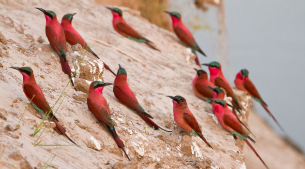 South Luangwa National Park