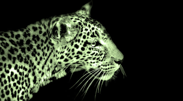 South Luangwa National Park