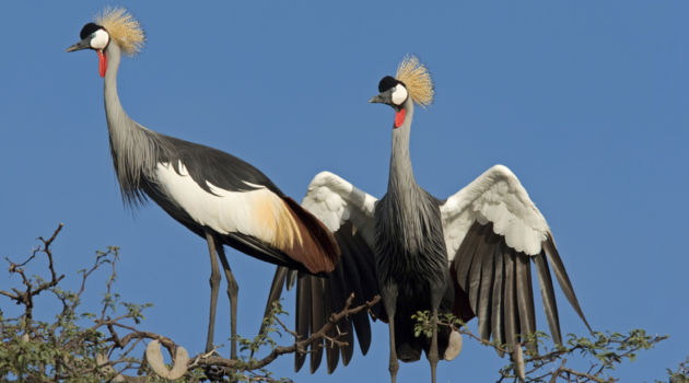 Hwange National Park