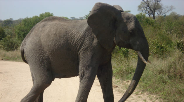 Hwange National Park