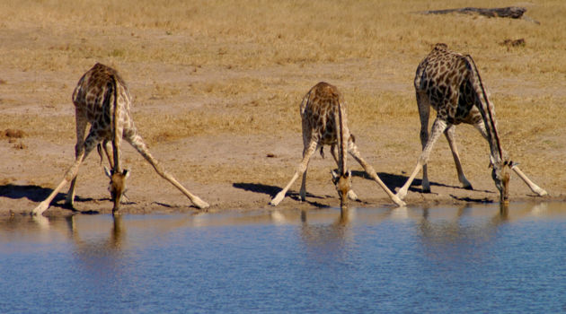 Hwange National Park
