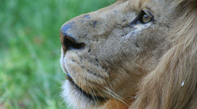 Hwange National Park