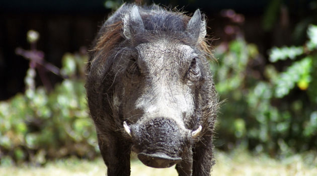 Hwange National Park