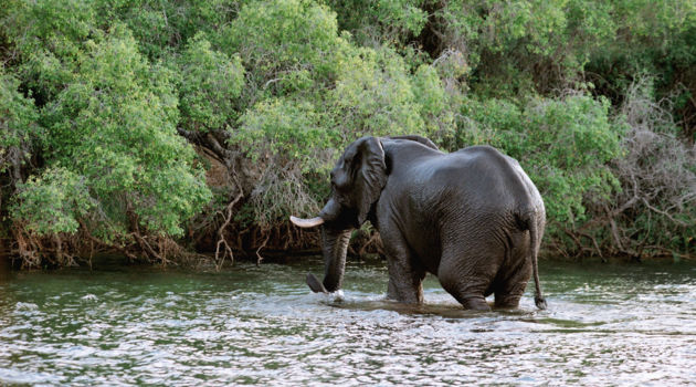 Mana Pools National Park