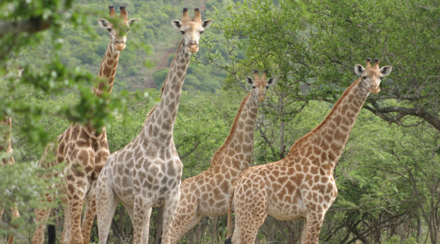 Mana Pools National Park