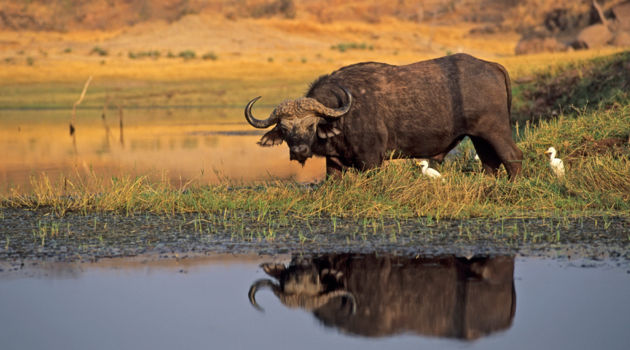 Mana Pools National Park