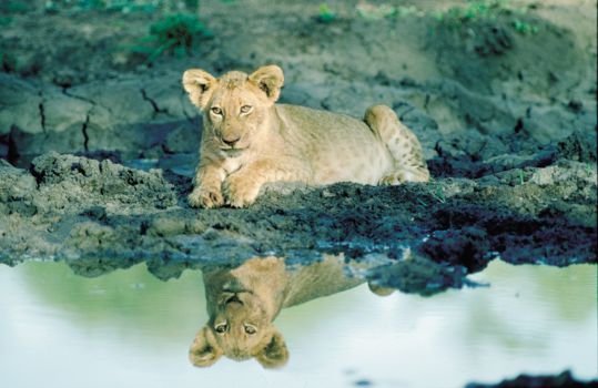 Krugerpark
