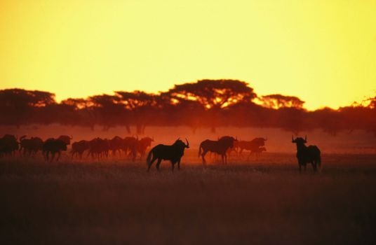 Zuid-Afrika