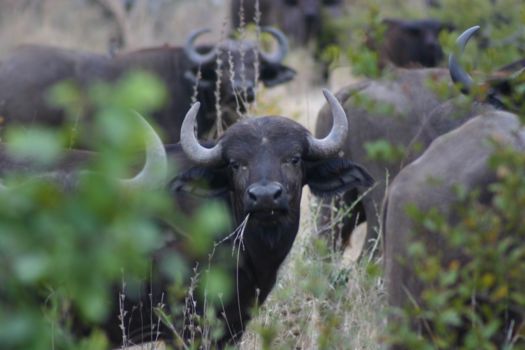 Krugerpark