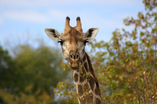 Krugerpark