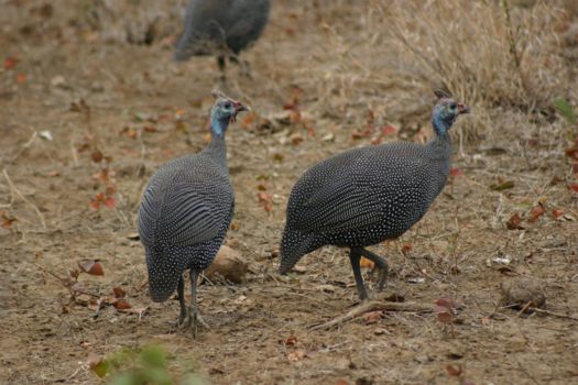 Krugerpark