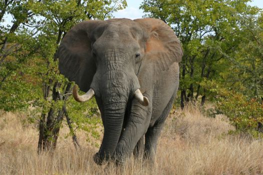 Krugerpark