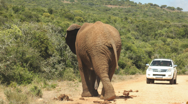 Addo Elephant National Park