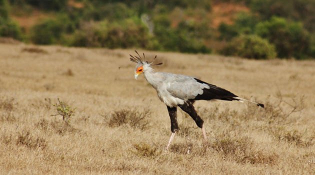 Addo Elephant National Park