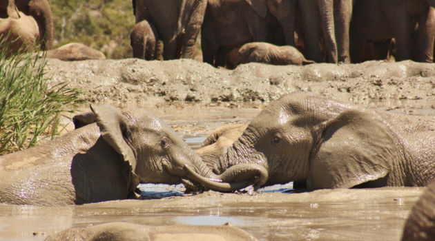 Addo Elephant National Park