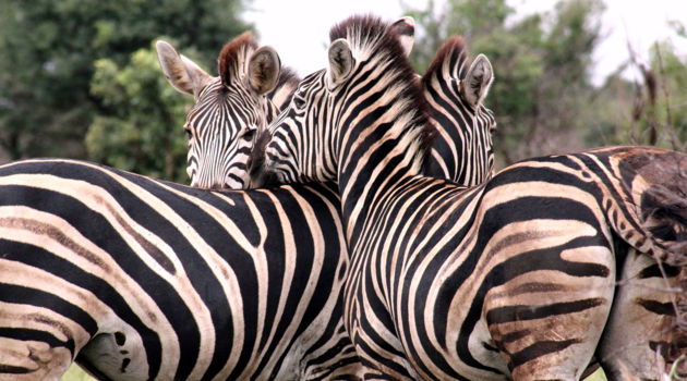 Addo Elephant National Park