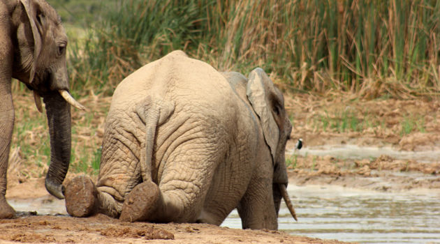 Addo Elephant National Park