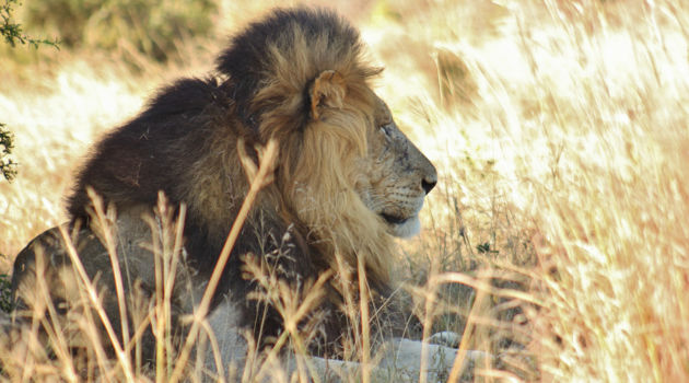 Addo Elephant National Park