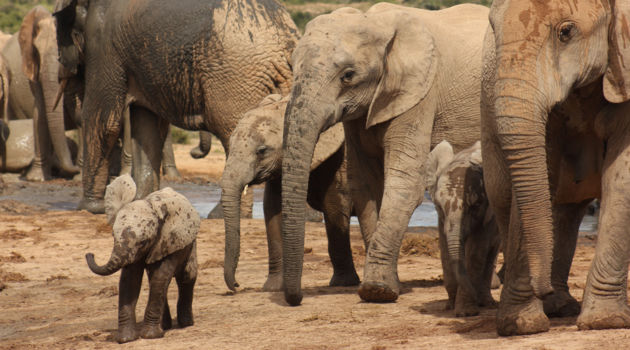 Addo Elephant National Park