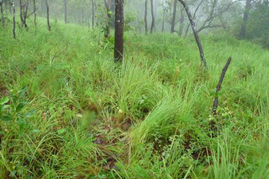 Kirirom National Park