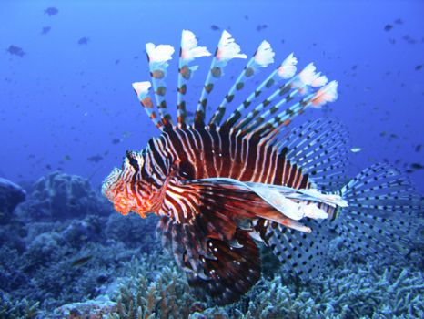 Puerto Galera