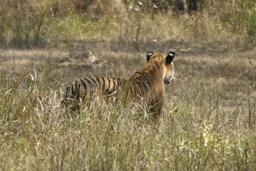 Periyar National Park