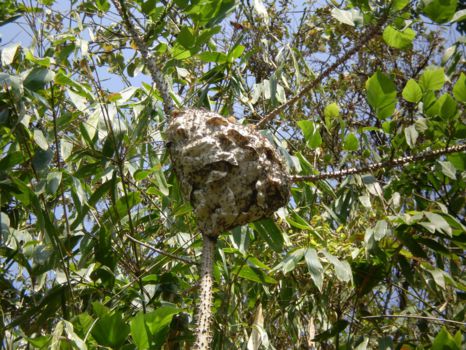 Periyar National Park