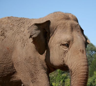 Periyar National Park
