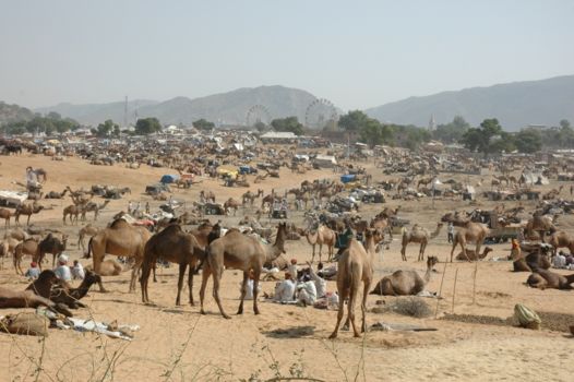 Pushkar