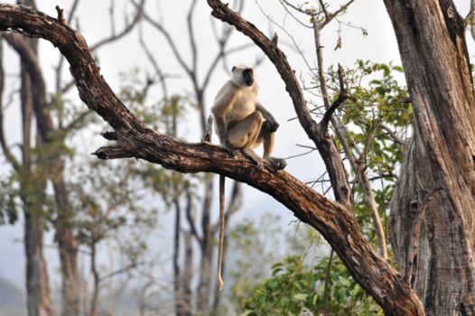 Jim Corbett National Park