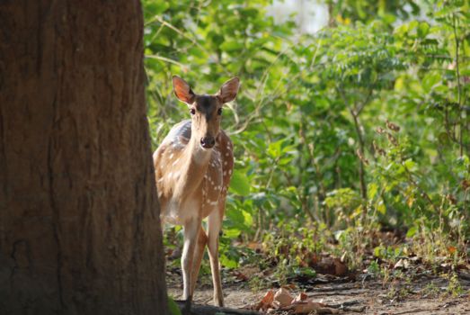 Jim Corbett National Park