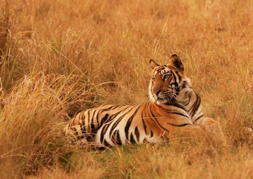 Jim Corbett National Park