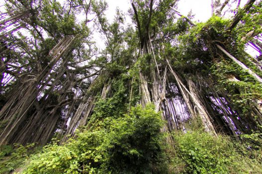 Gunung Leuser National Park