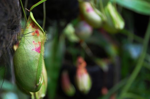 Gunung Leuser National Park