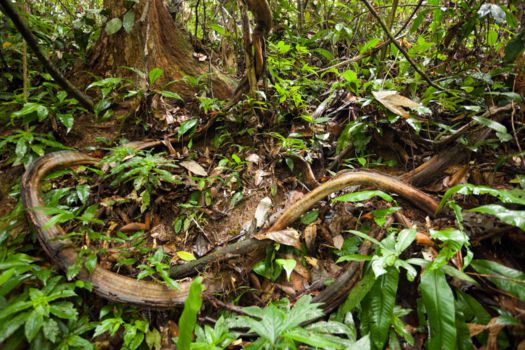 Taman Negara National Park