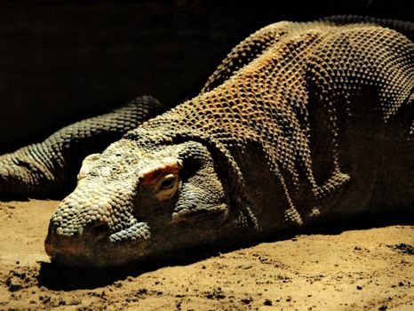 Komodo National Park