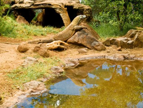 Komodo National Park