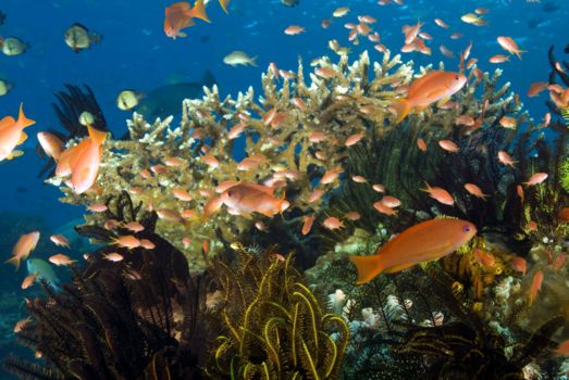 Komodo National Park