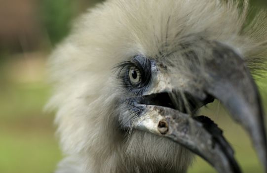 Gunung Mulu National Park