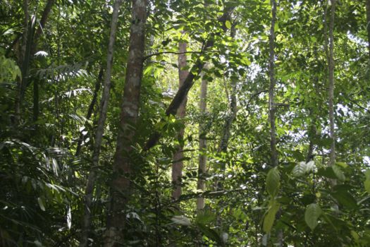 Gunung Mulu National Park