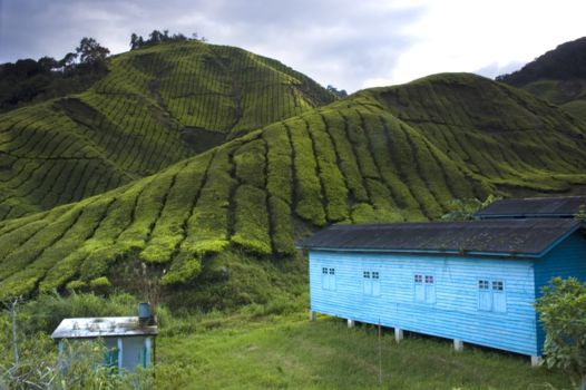 Cameron Highlands