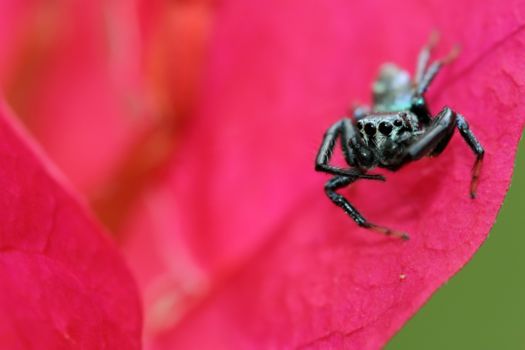 Taman Negara National Park