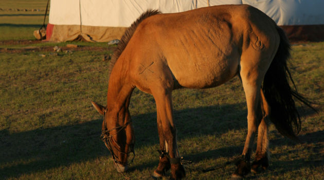 Gorkhi-Terelj National Park