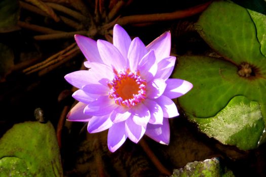 Myanmar