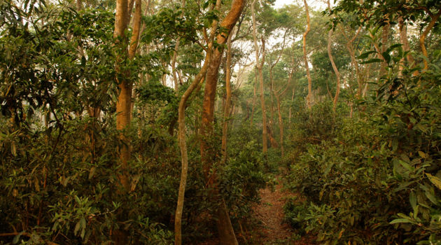 Chitwan National Park