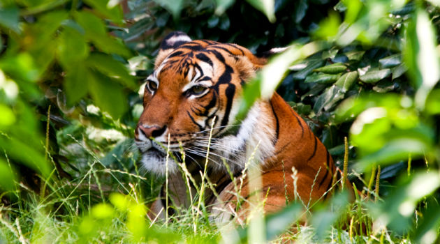 Chitwan National Park